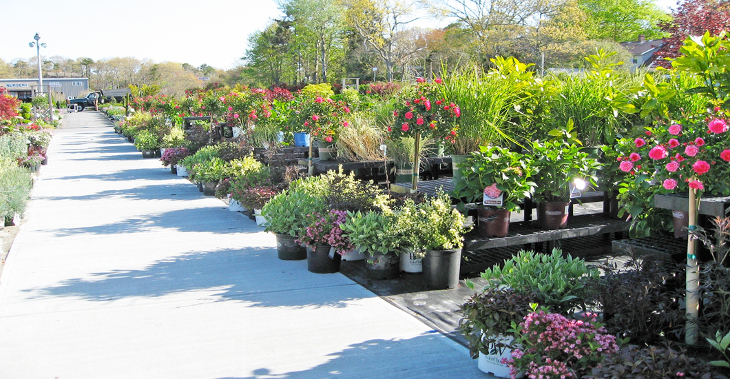 Plants for landscaping
